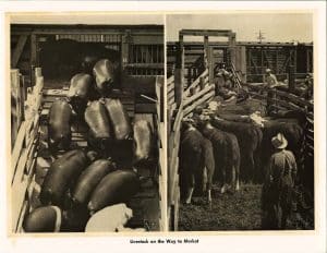 Livestock on the Way to Market