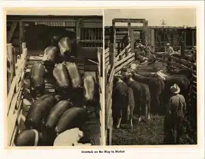 Livestock on the Way to Market